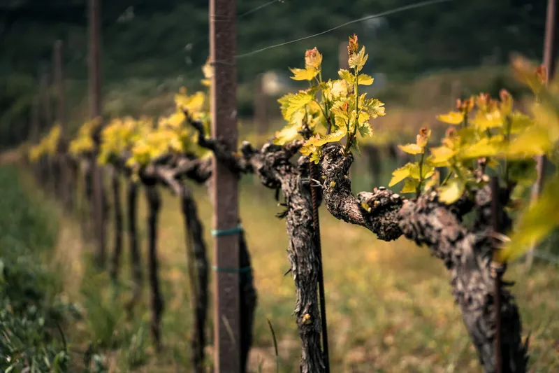 Blossoming vines in San Marino