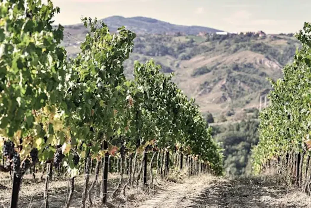 Combed vineyards on the slope of Mount Titano in the Republic of San Marino