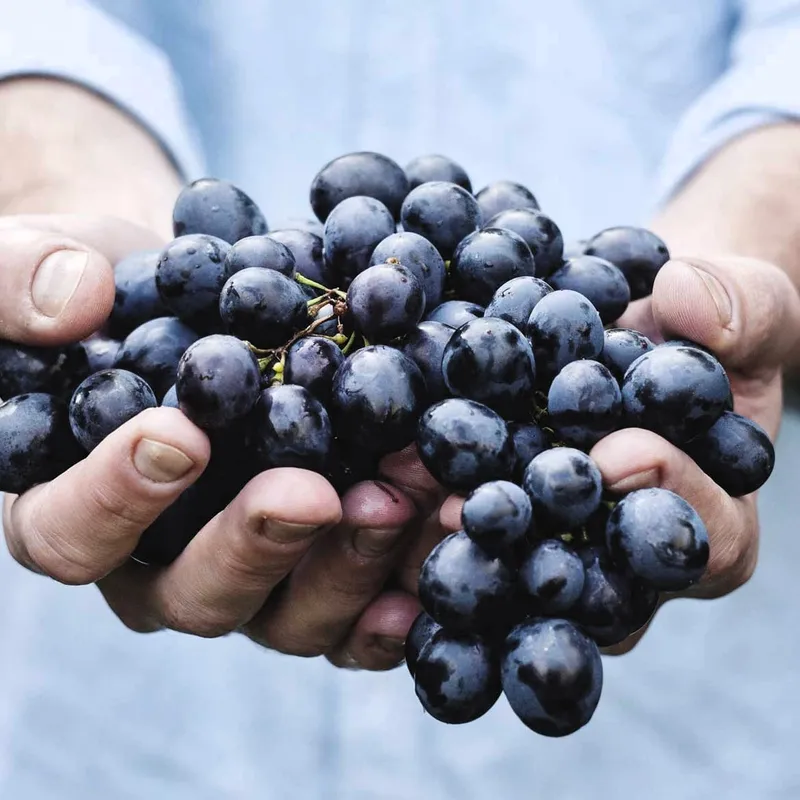 Red Sangiovese grapes