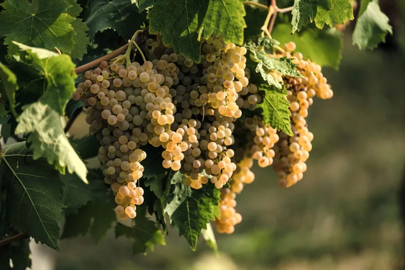 Ripe Moscato grapes in San Marino vineyards